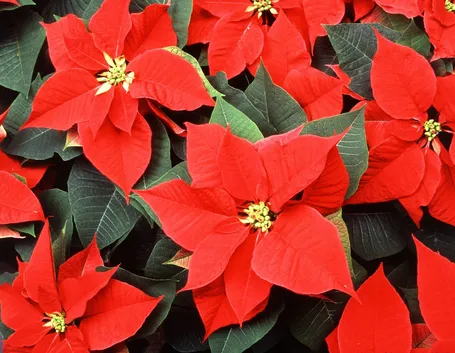 Esempio di stella di natale.