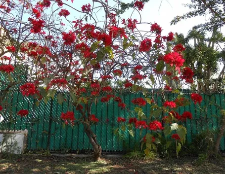 Albero di Poinsettia