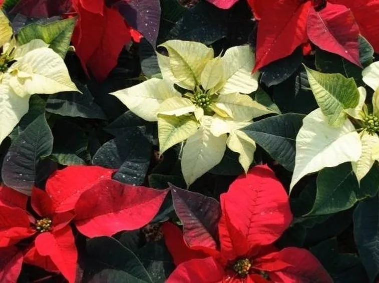 Poinsettia bianca e rossa