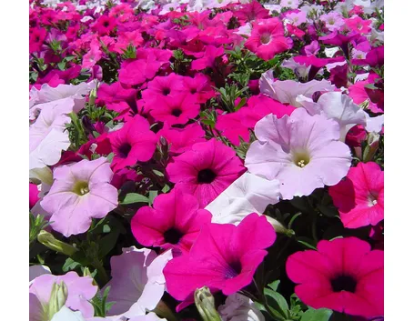 surfinia purple