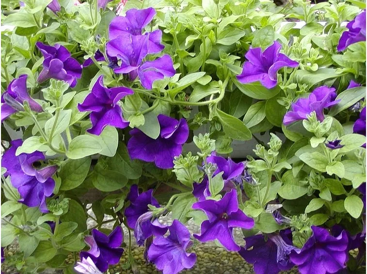fiori surfinia viola
