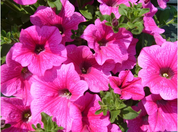 surfinia rosa fiorita