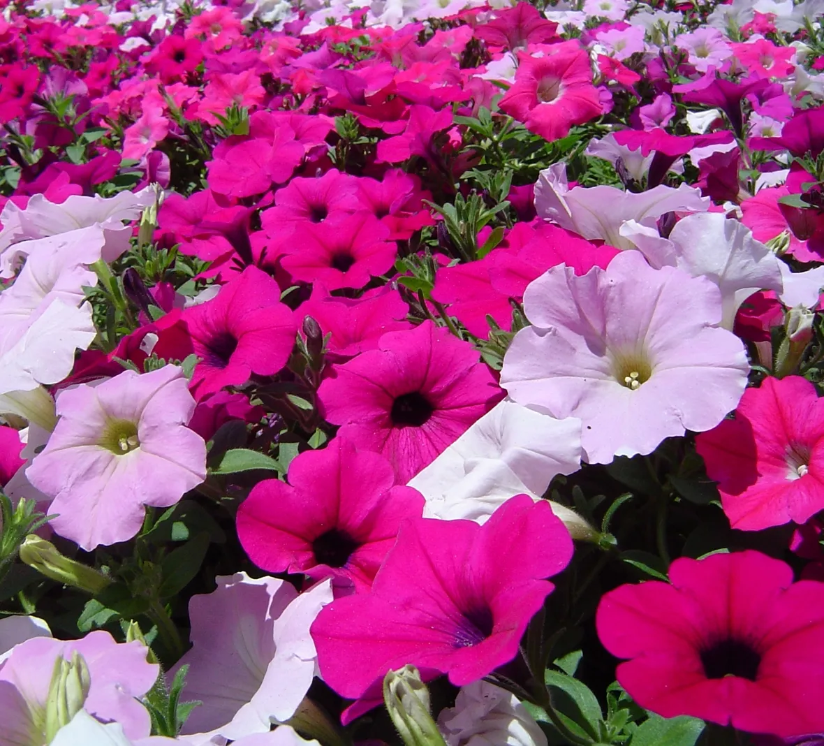surfinia purple