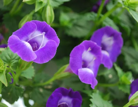torenia