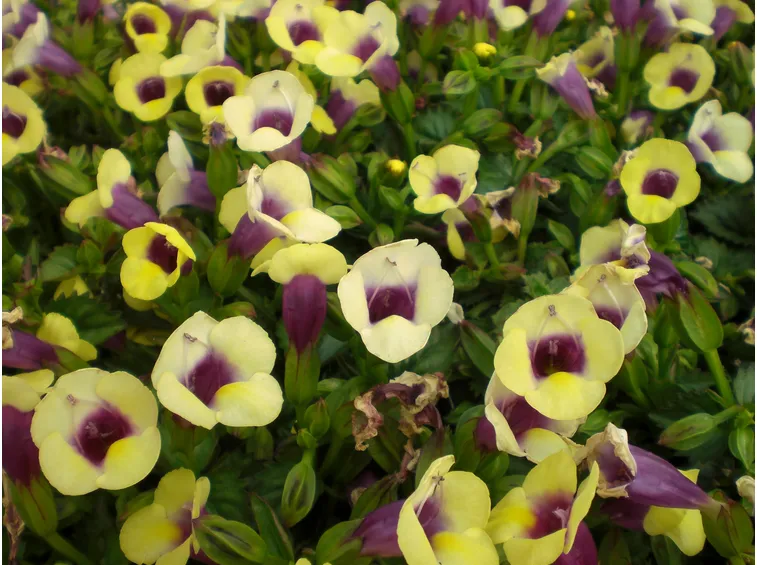 torenia gialla