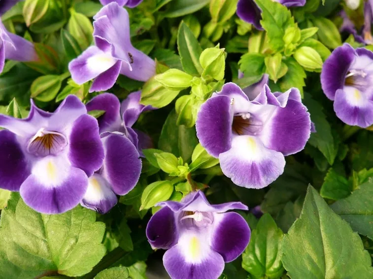 torenia viola