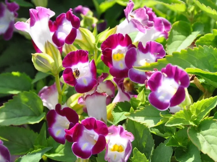 torenia rosa