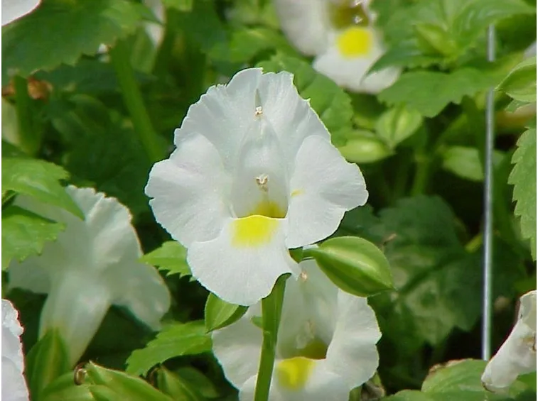 torenia bianca