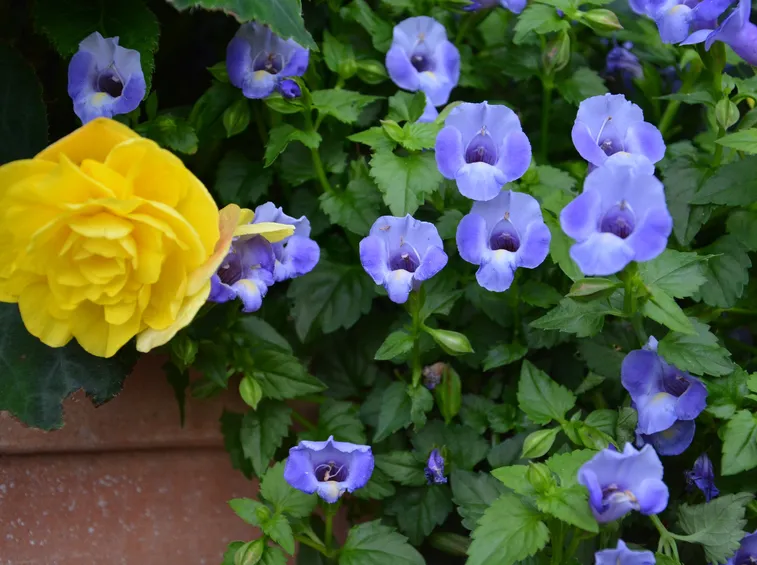 torenia azzurra