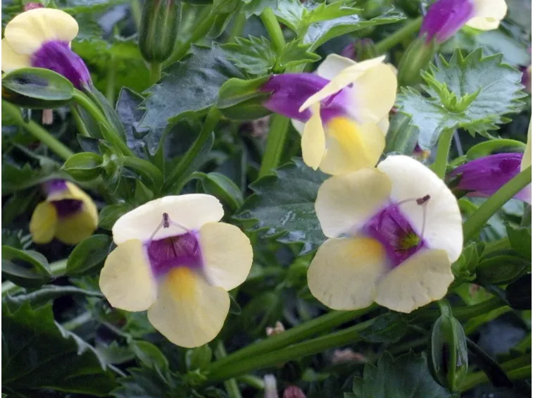 torenia gialla