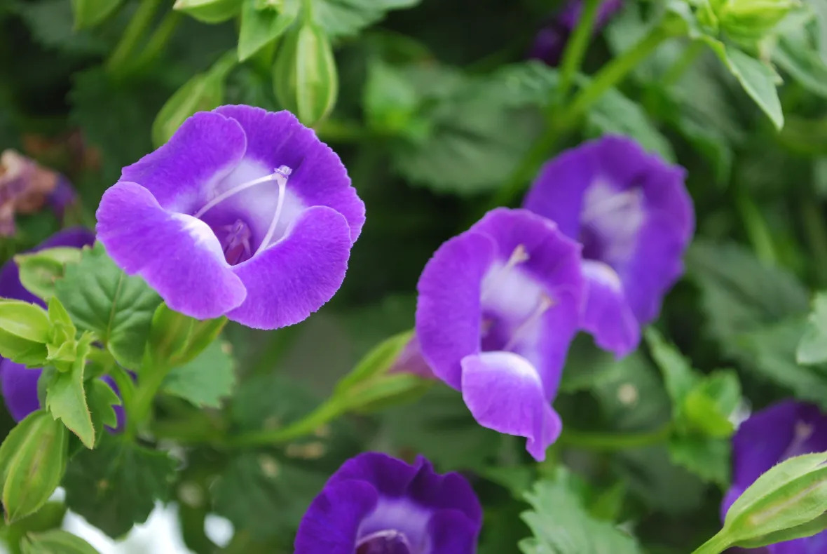 torenia