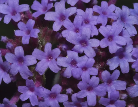 verbena bonariensis