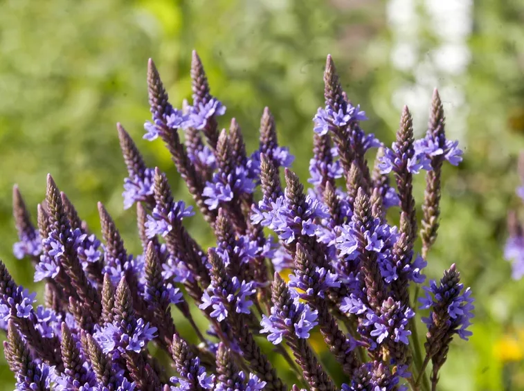 verbena hastata