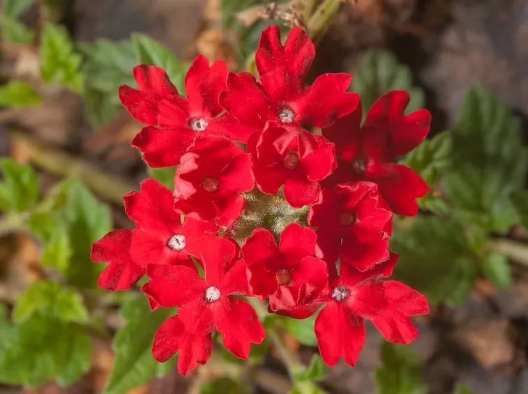 verbena rossa