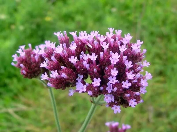 verbena bonariensis
