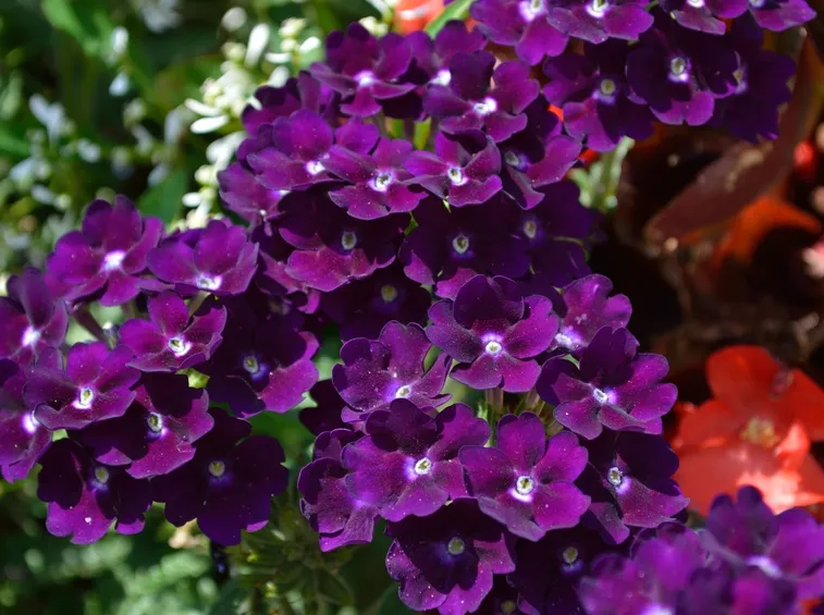 verbena viola