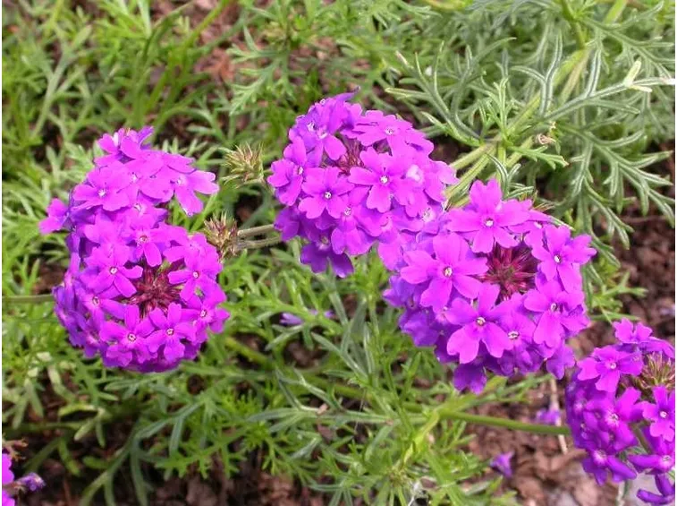 verbena pianta