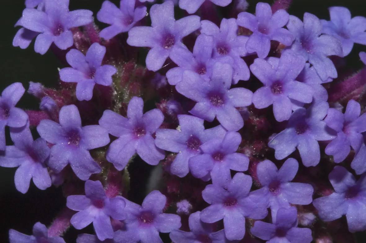 verbena bonariensis