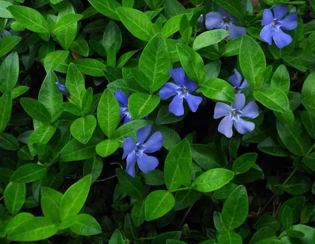 Piante di vinca minor
