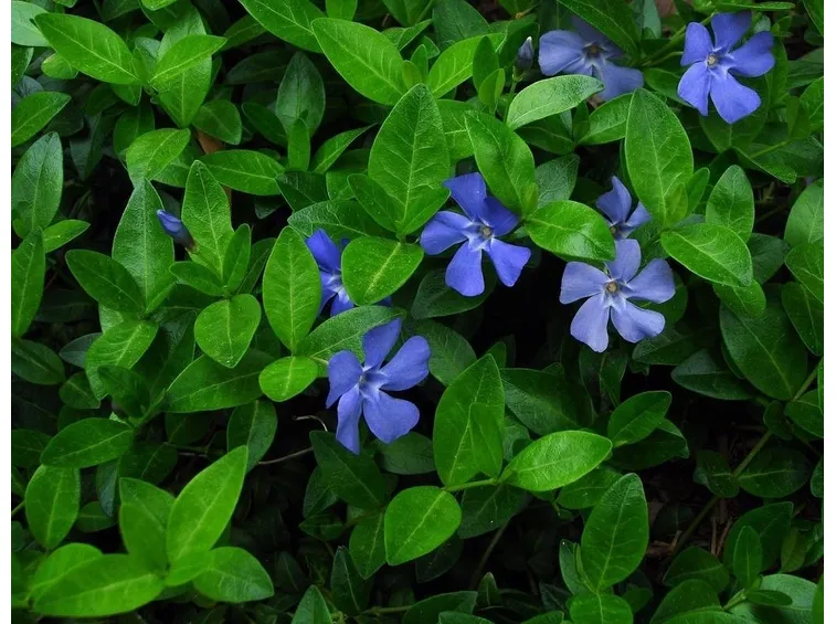Piante di vinca minor