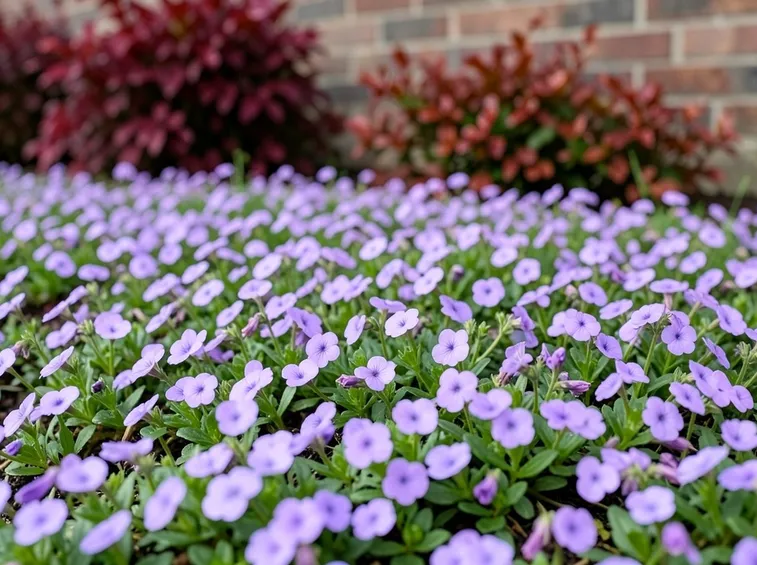 Distesa di vinca minor