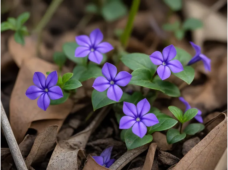 Pervinca minore
