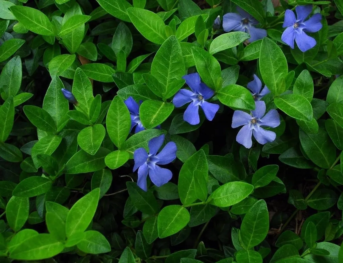 Piante di vinca minor
