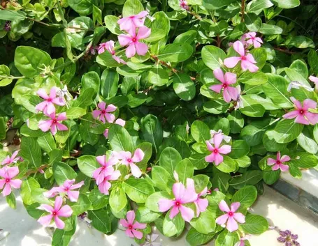 Pervinca del madagascar