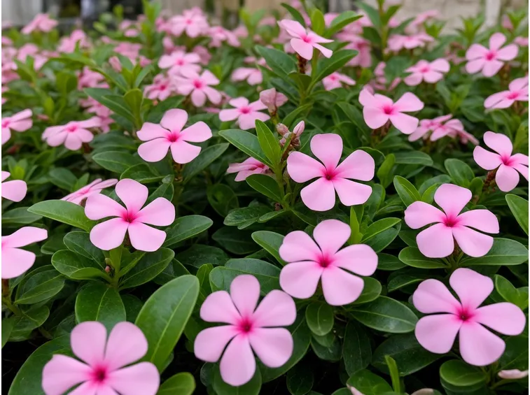 pervinca del madagascar