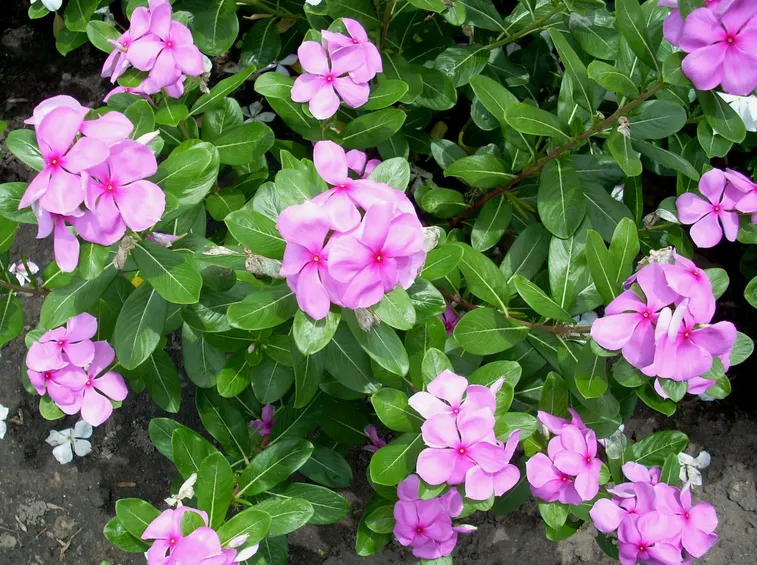 vinca rosea