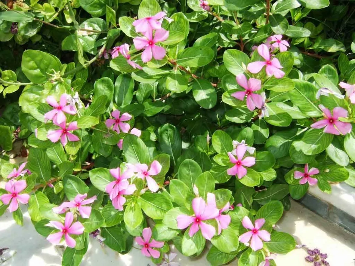 Pervinca del madagascar