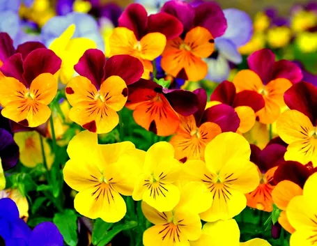 viola 