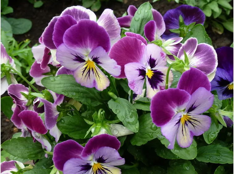 viole fiorite