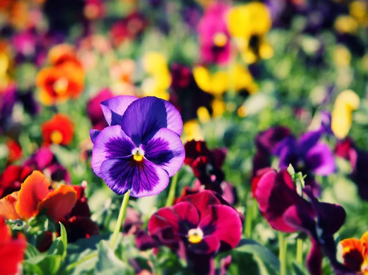 viole bellissime