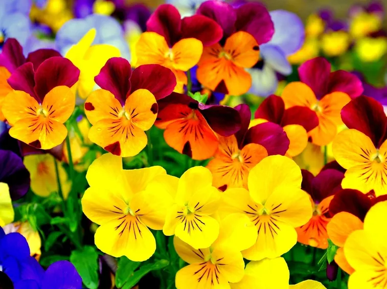 viola 