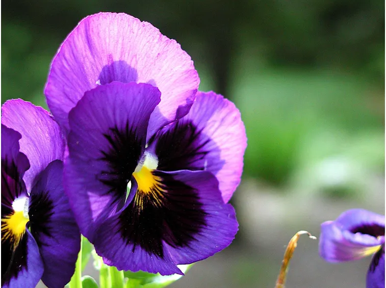 viola