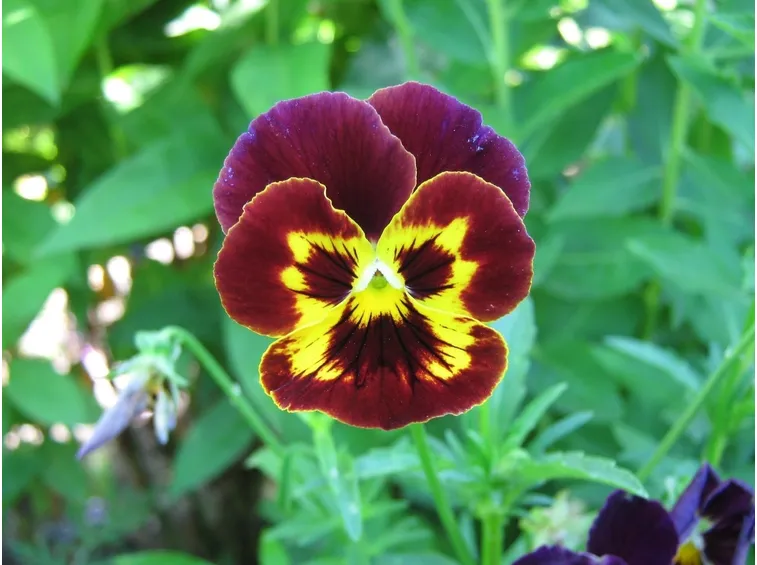 fiore della viola