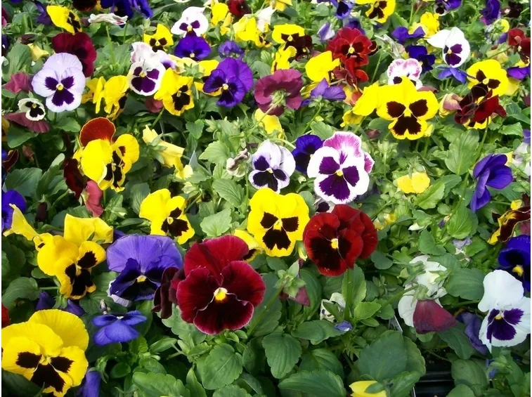 viole fiorite
