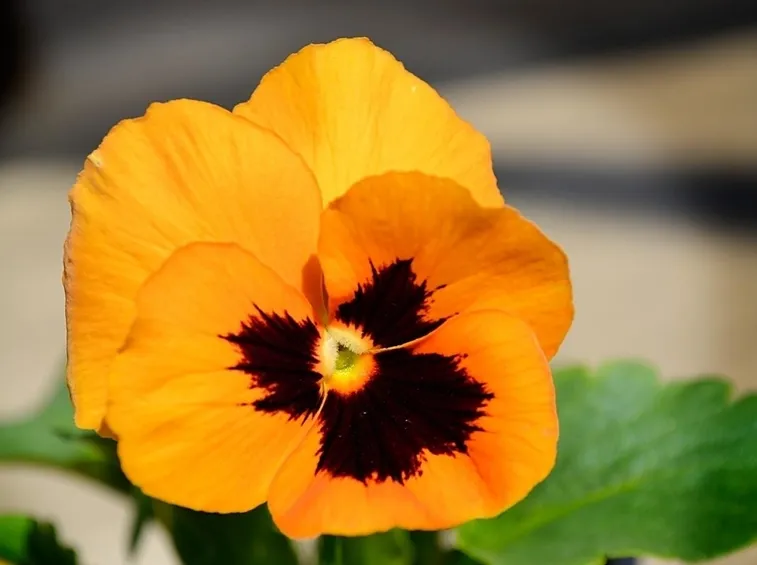 viola