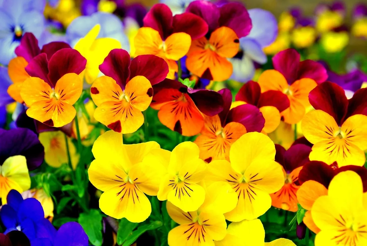 viola 
