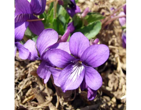 Il fiore della viola
