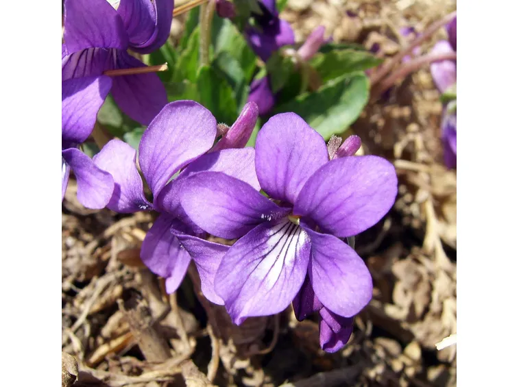 Il fiore della viola