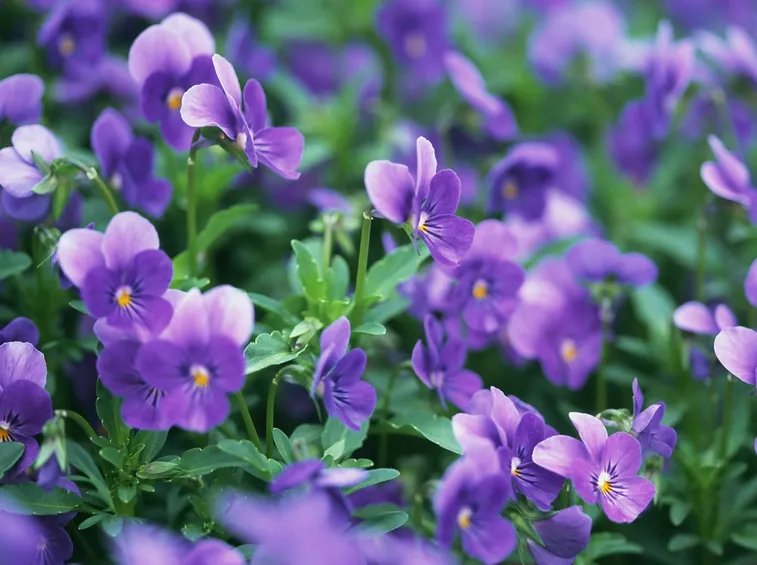 Violette fiorite