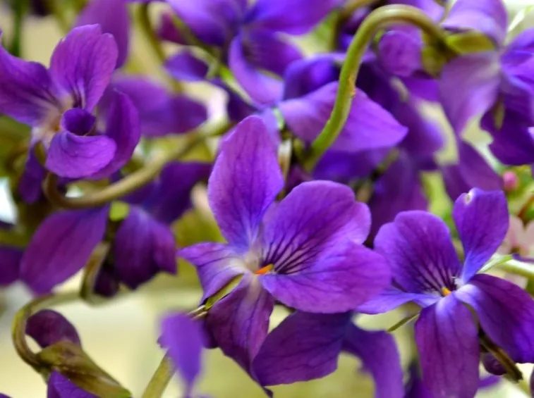 Violette mammole