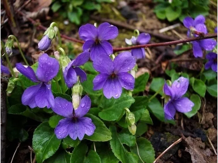 Piantina spontanea di violette