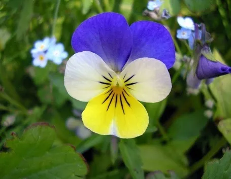 Viola tricolor - fiore