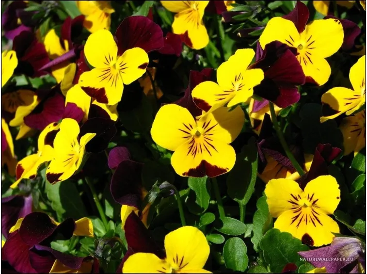 Varietà di viola tricolor