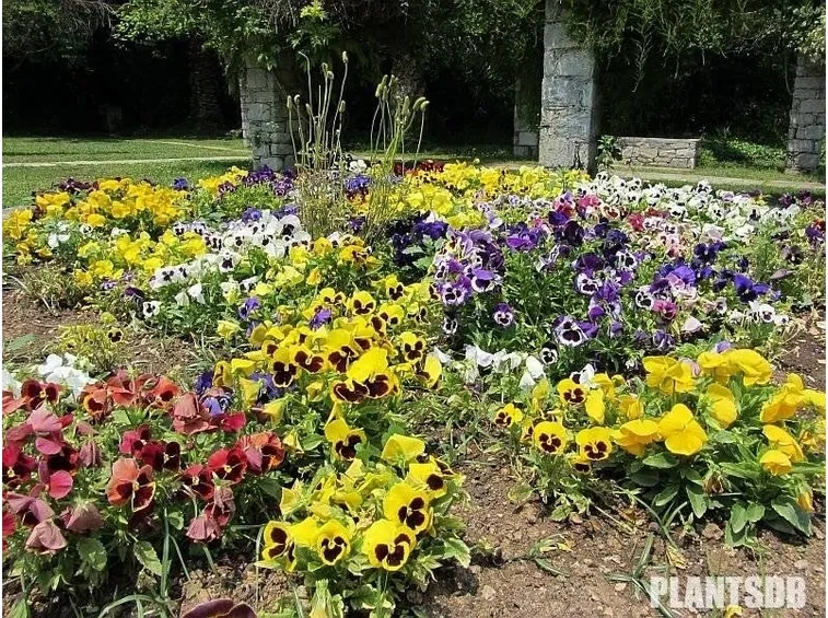 Cespugli di viola tricolor