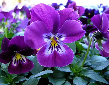viola