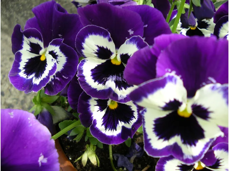 viola